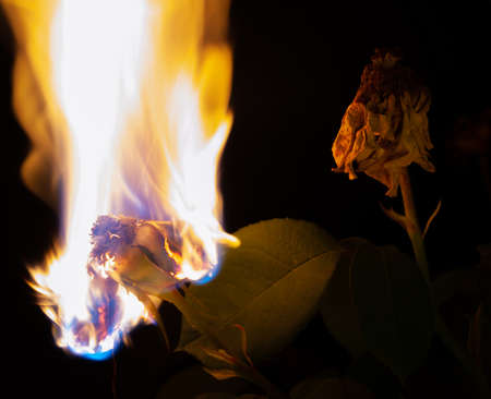 Dry rose burning. Flower full of fire. Copy space. Concept.の写真素材