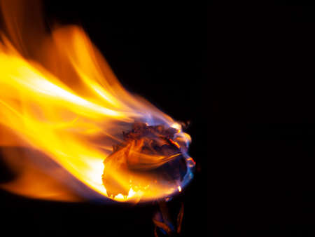 Dry rose burning. Flower full of fire. Copy space. Concept.の写真素材