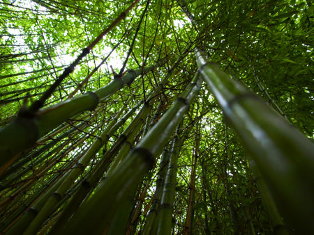 Bamboo forest. Selective focus. Intense green dogs.の写真素材