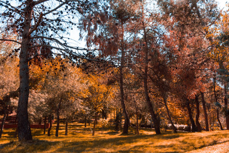 Autumn landscape in the park. Copy space. Selective focus.の写真素材