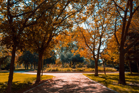 Sand path between trees in the park on an autumn day. Copy space. Selective focus.の写真素材