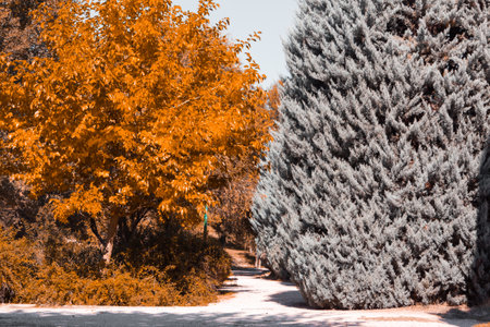 Autumn landscape in the park. Copy space. Selective focus.の写真素材