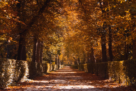 Path of fallen leaves in a park in autumn. Fallen leaves. Lights and shadows. Selective focus.
