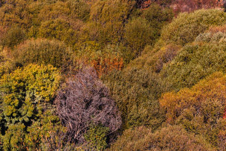 Texture of trees and dense colorful vegetation. Selective focus.の写真素材