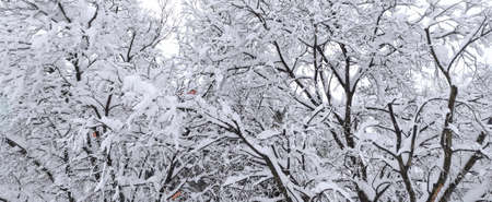 Snow covered tree branches background. Winter landscape.の写真素材