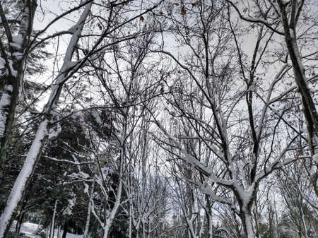 City forest in winter. Park with snow. Winter landscape. Branches of trees with snowflakes. Selective focus.の写真素材
