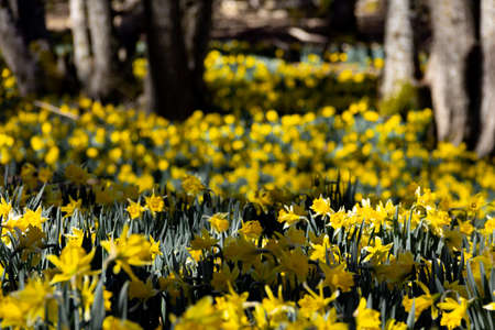 Meadow of yellow daffodils in bloom in a forest. Selective focus. Copyspace.の写真素材