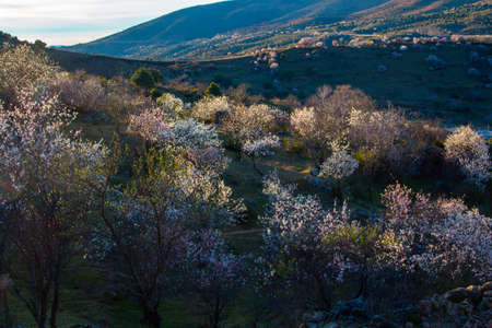Field of almond trees in bloom at sunset. White flowers in spring. Selective focus. Copyspace.の写真素材