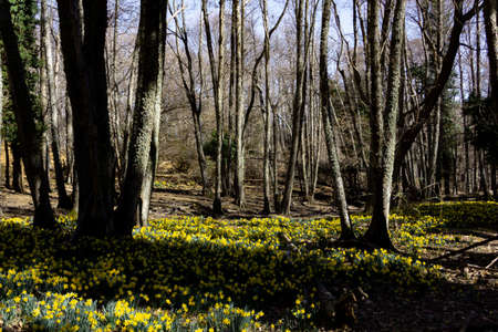 Meadow of yellow daffodils in bloom in a forest. Selective focus. Copyspace.の写真素材