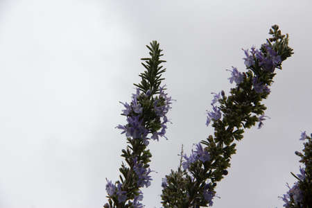 Rosemary in bloom. Selective focus. Copyspace.の写真素材