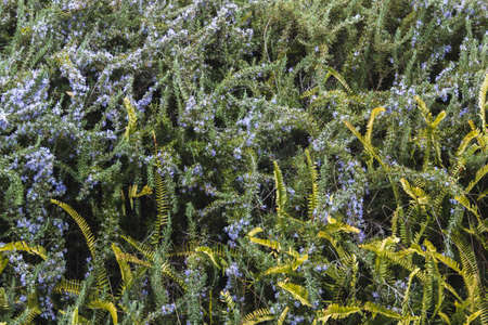 Texture of rosemary in bloom with ferns. Selective focus. Copyspace.