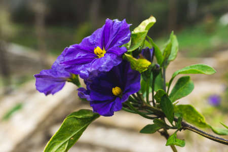Flower solanum aviculare purple in bloom in spring. Selective focus. Copy space.の写真素材