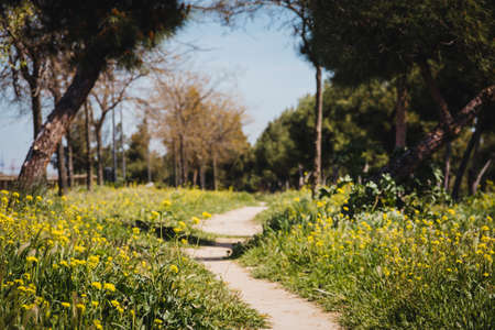 Urban park with dirt road, wooden fences and yellow flowers. Copy space. Selective focus.の写真素材