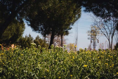 Urban park with yellow flowers and high tension tower in the background. Copyspace. Selective focus.の写真素材