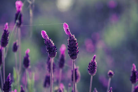 Lavender in wild flower. Aromatic plants. Selective focus. Copy space.の写真素材
