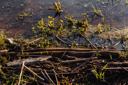 Mud with plants on the shore of a lake with sticks. Selective focus. Copy space.