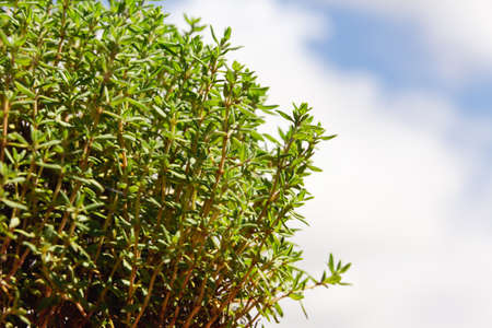 Green thyme bush. Copy space. Selective focus.の写真素材