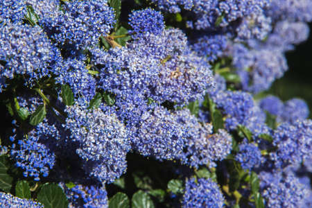 Blue flowers of california lily blooming in spring. Selective focus. Copyspace.