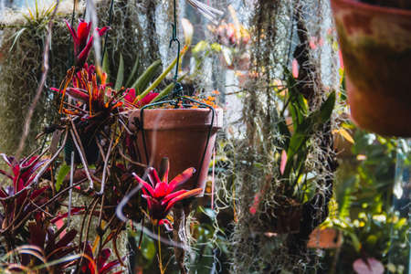 Greenhouse with plants hanging from the ceiling and lots of vegetation. Copyspace. Selective focus.の写真素材