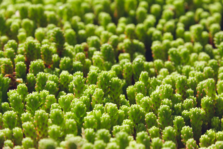 Background of succulent plants with selective focus. Copyspace.の写真素材
