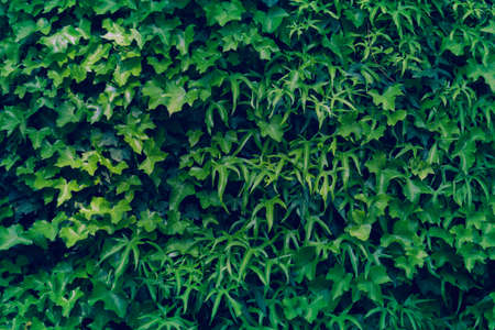 Background of climbing plants and green creepers. Copyspace. Selective focus.の写真素材