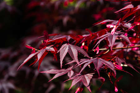 Full color red maple leaves. Copyspace. Selective focus.