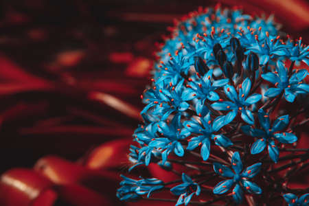 Peruvian scilla peruviana flower blooming in spring. Copyspace. Selective focus.