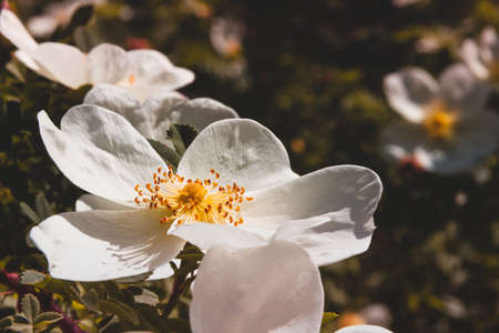 Rose spinosissima flower blooming in spring. Copyspace. Selective focus.の写真素材