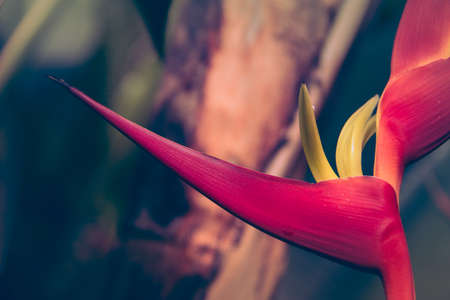 Tropical flower of heliconia bihai in bloom. Copyspace. Selective focus.