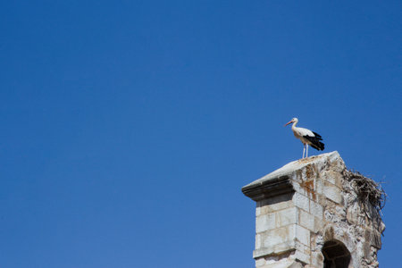 Detail of bell tower with stork. Copy space. Selective focus.の写真素材