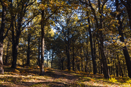 Autumn landscape with golden tree leaves in a magical forest. Selective focus.の写真素材