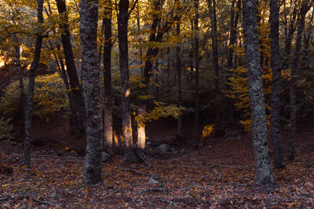 Chestnut forest in autumn with golden leaves. Selective focus.の写真素材