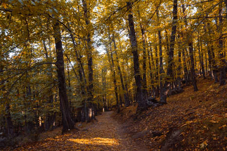 Path in a chestnut forest in autumn with golden leaves on the trees. Selective focus.の写真素材