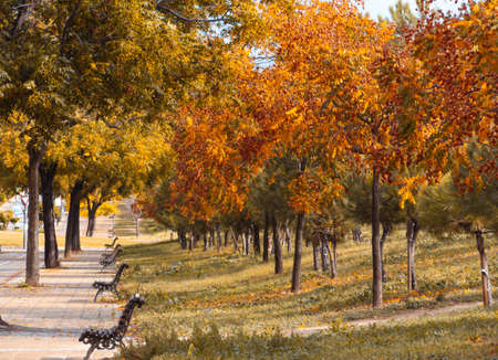 Avenue of benches with trees with golden leaves in autumn. Selective focus. Copyspace.の写真素材