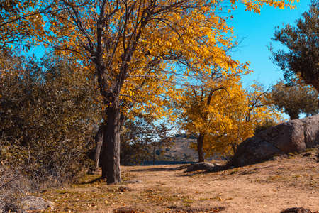 Autumn landscape with trees with golden leaves. Selective focus. Copyspace.の写真素材