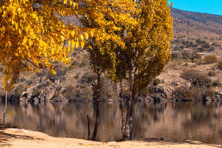 Autumn landscape with lake and trees with golden leaves. Selective focus. Copyspace.の写真素材