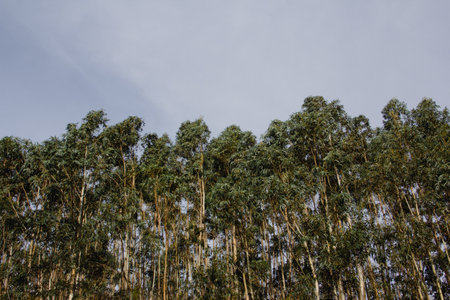 Eucalyptus forest. Copy space.