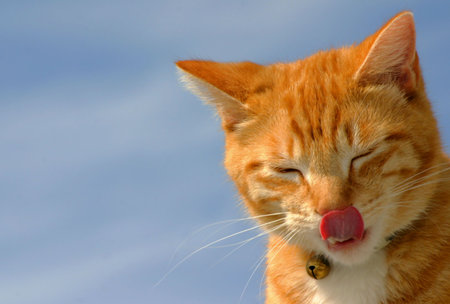 Cat cleanig after eatingの写真素材