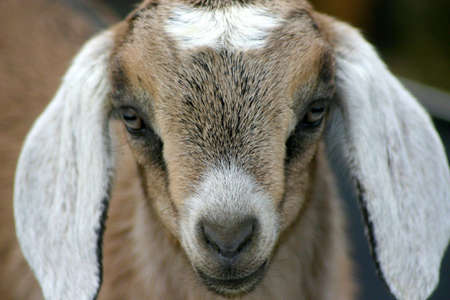 Nubian Goat Kid