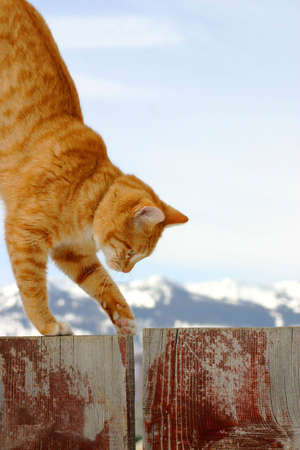 Cat on the prowlの写真素材