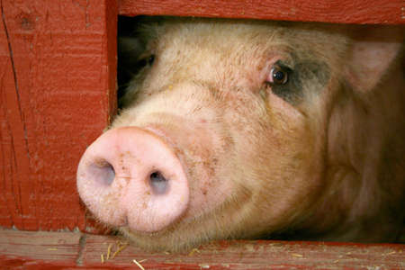 Pig at the fair