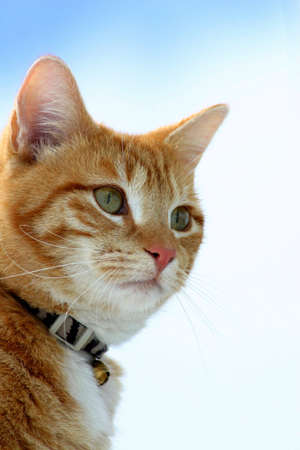 Cat Looking