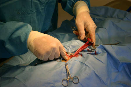 Veterinarian performing surgery