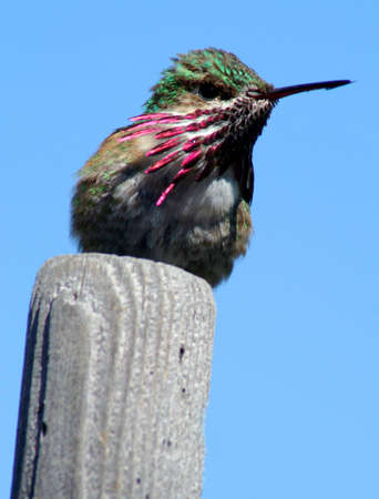 Hummingbird