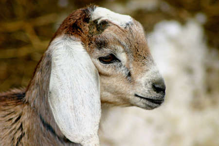  Nubian Goatの写真素材