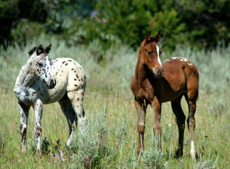 Appaloosa Coltsの写真素材