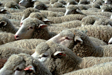 Large herd of sheep heading south for winter pasture