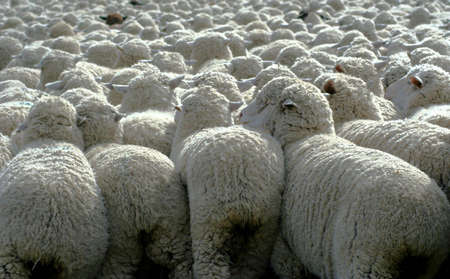 Large herd of sheep heading south for winter pastureの写真素材