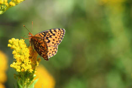 Butterfly On Wildflowerの写真素材