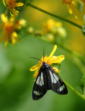 Butterfly On Wildflowerの写真素材